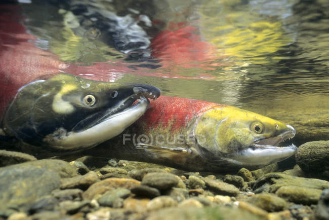 Рыба-лосось в воде Британской Колумбии, Канада — стоковое фото