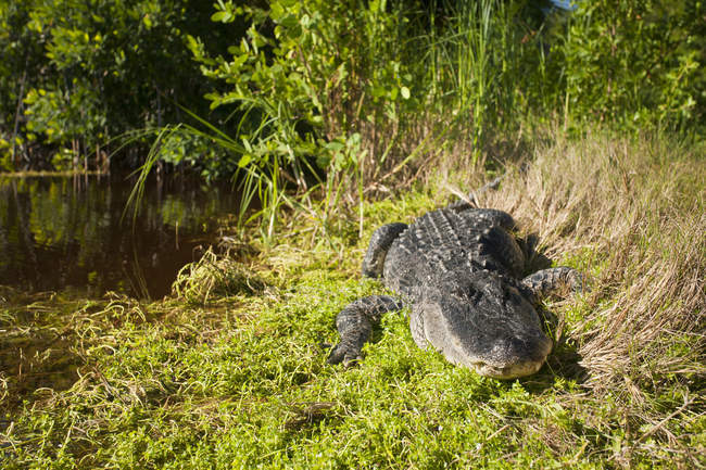 Amerikanischer Alligator ruht im Sonnenlicht auf grünem Gras in Everglades, Florida, USA — Stockfoto
