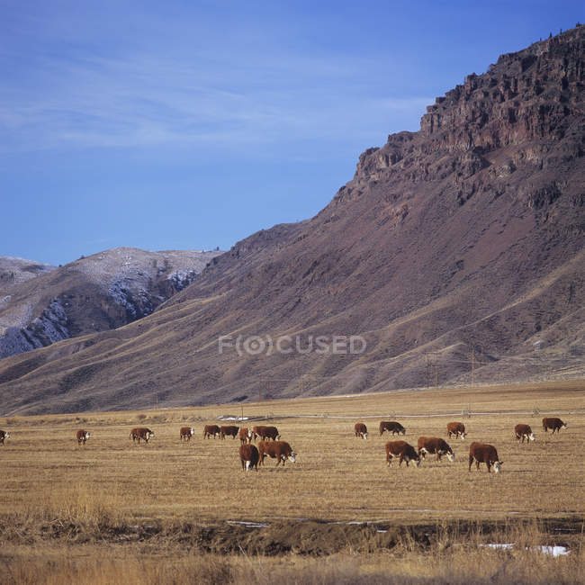 Grazing cattle between Kamloops and Cache Creek, British Columbia, Canada. — Stock Photo