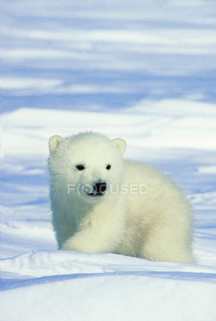 Filhote de urso polar sentado na neve no Ártico do Canadá . — Fotografia de Stock