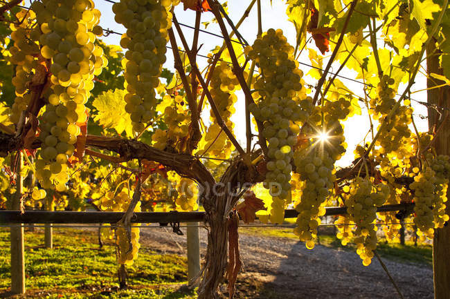 Riesling Grapes on viines at winery in Okanagan Valley, Colombie-Britannique, Canada . — Photo de stock