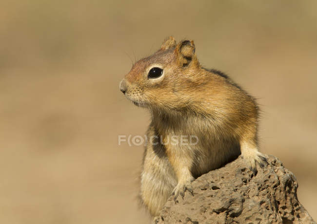 Écureuil terrestre au manteau doré assis sur un rocher, gros plan — Photo de stock