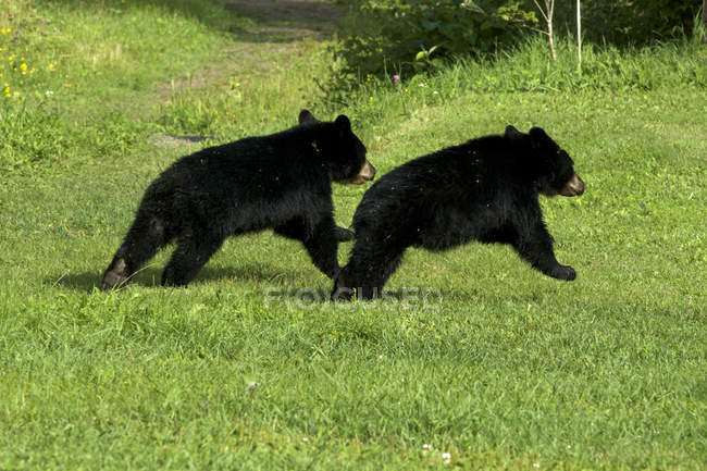 Cachorros de oso negro corriendo en hierba verde cerca del Sleeping Giant Provincial Park, Ontario, Canadá . - foto de stock