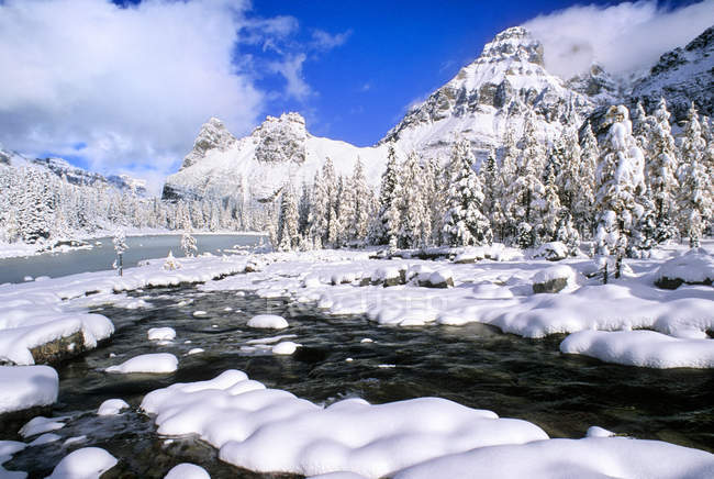 Árboles cubiertos de nieve y montañas de la meseta de Opabin, Parque Nacional Yoho, Columbia Británica, Canadá - foto de stock