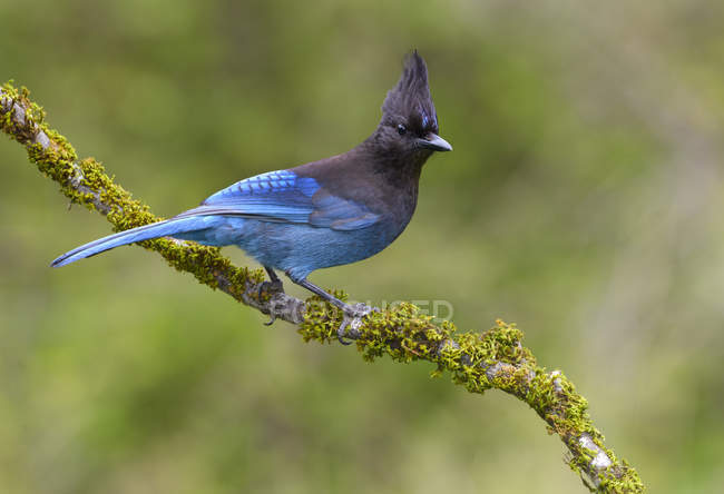 Blue-feathered Steller jay bird perching on lichen covered branch. — Stock Photo