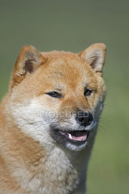 Retrato de perro Shiba Inu rojo adulto al aire libre . - foto de stock