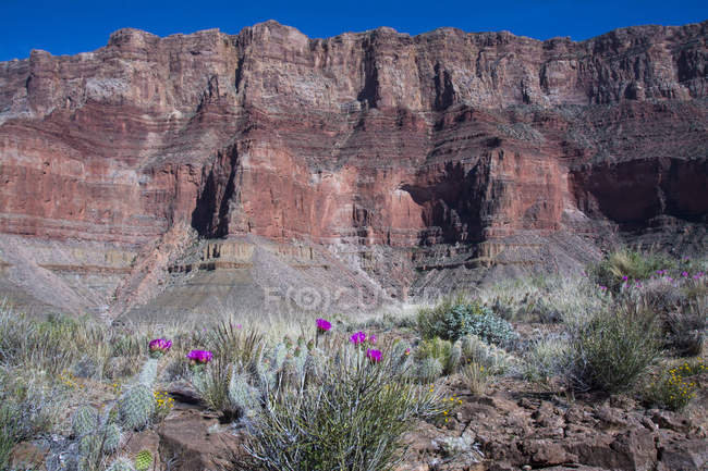 Mojave prickly pear cacti in arid landscape of Tanner Trail, Grand Canyon, Arizona, Estados Unidos da América — Fotografia de Stock