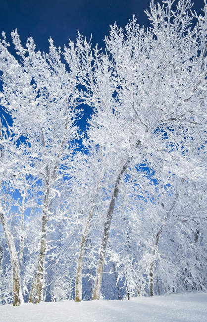 Campo con alberi ricoperti di ghiaccio vicino a Estevan, Saskatchewan, Canada — Foto stock