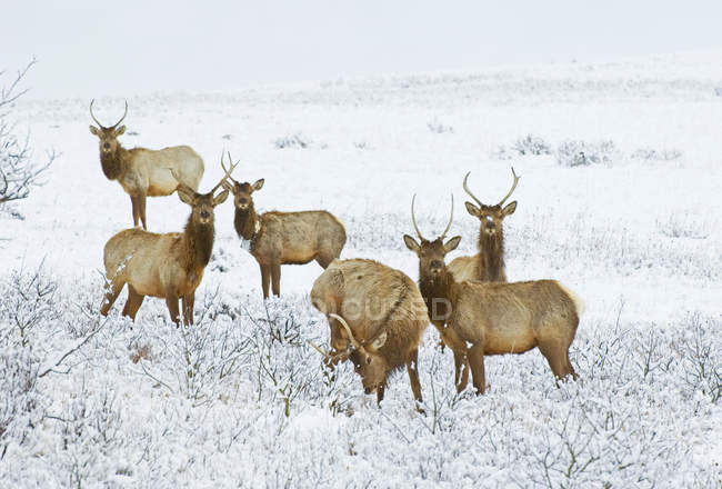 Juvenile elks grazing in wintry Waterton lakes National Park, Alberta, Canada. — Stock Photo