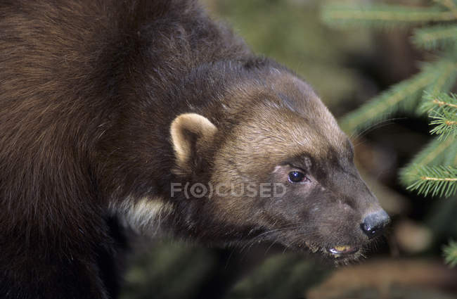 Wolverine adulto na floresta conífera, close-up — Fotografia de Stock