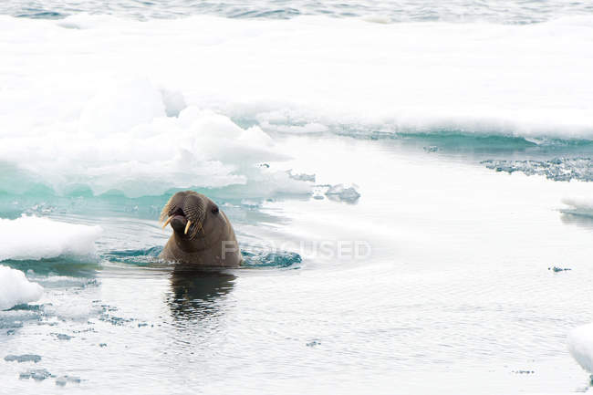 Молодой атлантический морж в воде в архипелаге Шпицберген, Норвегия — стоковое фото