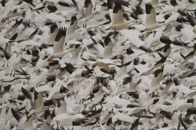 Manada de gansos de nieve volando en Bosque Del Apache, Nuevo México, Estados Unidos - foto de stock