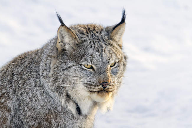 Lynx du Canada dans la neige pendant l'hiver à Saskatoon, Saskatchewan, Canada — Photo de stock
