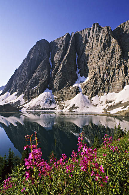 Flores de leña en Floe Lake en el Parque Nacional Kootenay, Columbia Británica, Canadá . - foto de stock