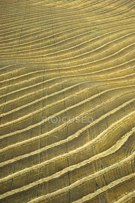 Patrón natural del paisaje agrícola en Manitoba, Canadá . - foto de stock