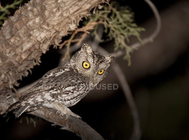 Шепчущая сова, сидящая на ветке дерева в лесу в ночное время . — стоковое фото