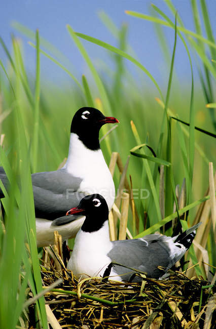 Nesting Franklins gulls in wetland shore of Alberta, Canada. — Stock Photo