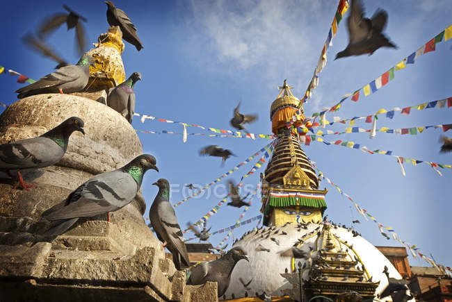 Palomas volando y posándose en Kathesimbu Stupa, Katmandú, Nepal - foto de stock