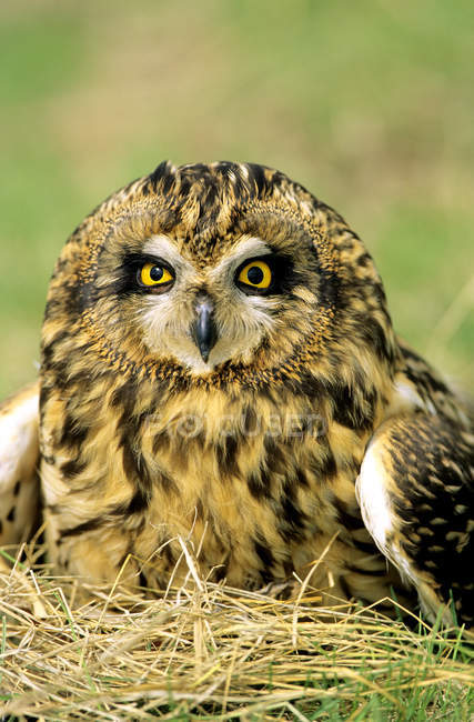 Short-eared owl lying on grass with spread wings, close-up. — Stock Photo