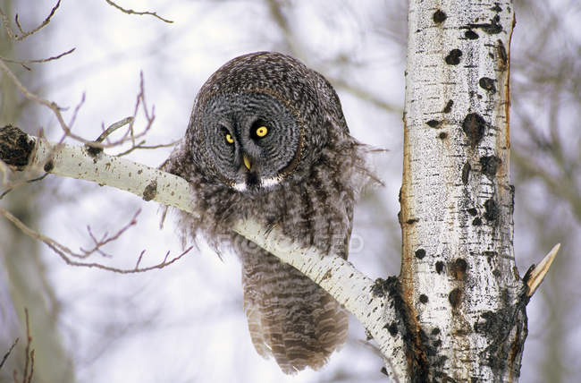 Adult great gray owl hunting while sitting on birch tree branch. — Stock Photo