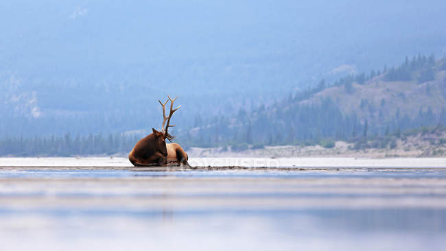 Le wapiti se prélasse sur le rivage d'un lac dans le parc national Jasper, Colombie-Britannique, Canada — Photo de stock