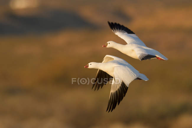 Білий Росс гусей, що летіли над прерії — стокове фото