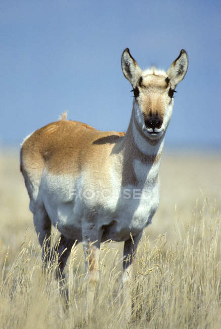 Female pronghorn standing on grass in prairie of Alberta, Canada — Stock Photo