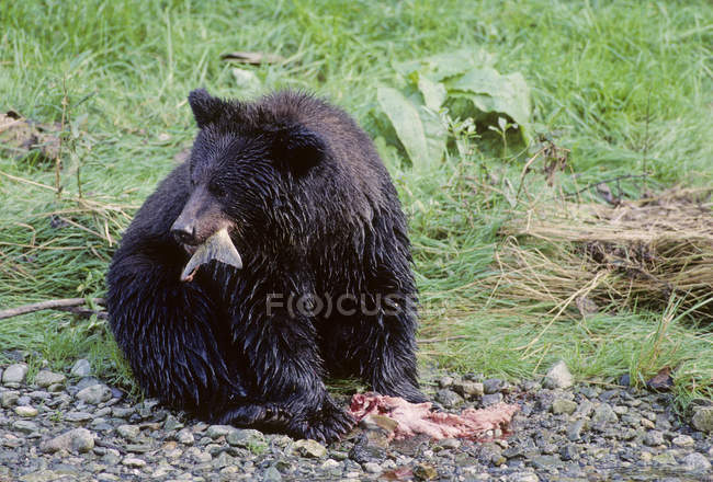 Urso pardo comendo salmão no prado do Alasca, Estados Unidos da América . — Fotografia de Stock