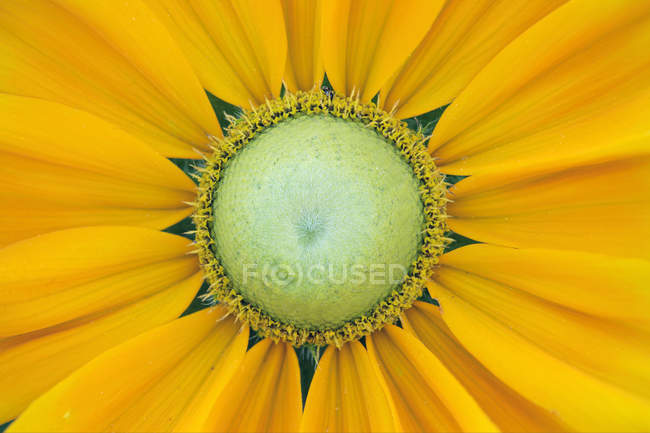 Nahaufnahme einer gelben Prärie-Sonnenblume, Vollbild — Stockfoto