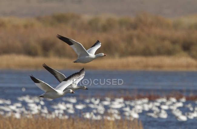 Snow geese swimming and flying in Bosque Del Apache, New Mexico, USA — Stock Photo