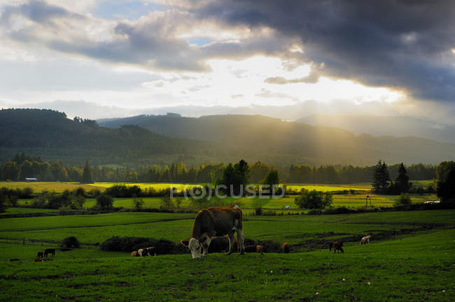 Vacche al pascolo in un campo verde vicino alla stazione di Cowichan vicino Duncan, Columbia Britannica, Canada . — Foto stock