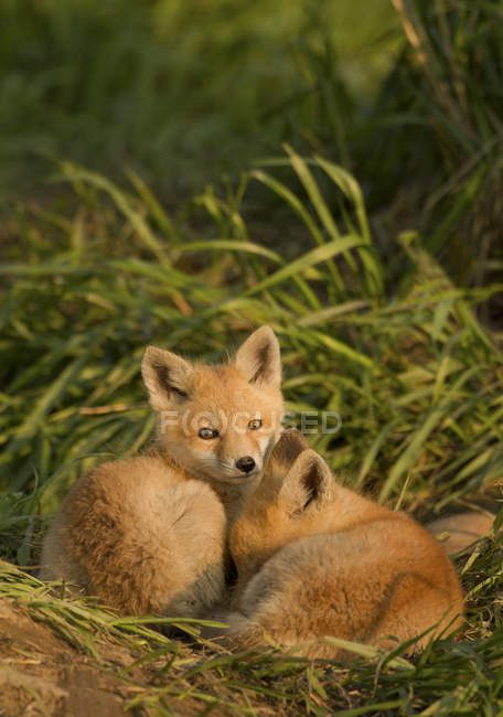 Kits de raposa vermelha dormindo em grama prado verde . — Fotografia de Stock