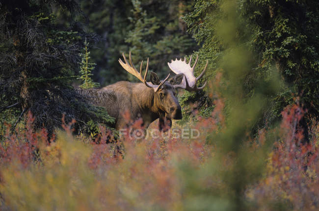 Elch steht im herbstlichen Laub im denali-Nationalpark, Alaska, Vereinigte Staaten von Amerika. — Stockfoto