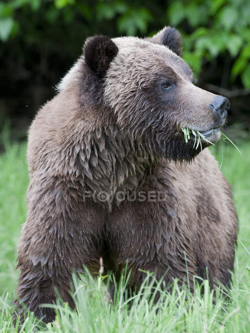 Grizzly orso mangiare erba verde nel prato, primo piano . — Foto stock