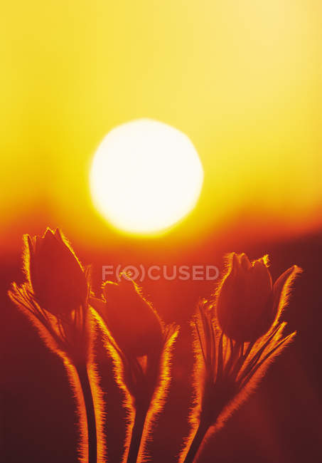 Primer plano de las flores de cocodrilo de pradera iluminadas por el sol en Manitoba, Canadá - foto de stock