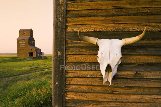 Primer plano del cráneo de vaca en casa vieja con ascensor de grano en la ciudad fantasma de Bents, Saskatchewan, Canadá - foto de stock