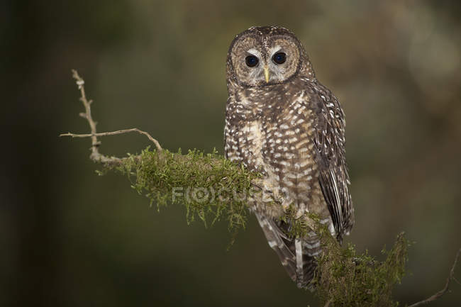 Northern spotted owl sitting on mossy tree branch outdoors. — Stock Photo