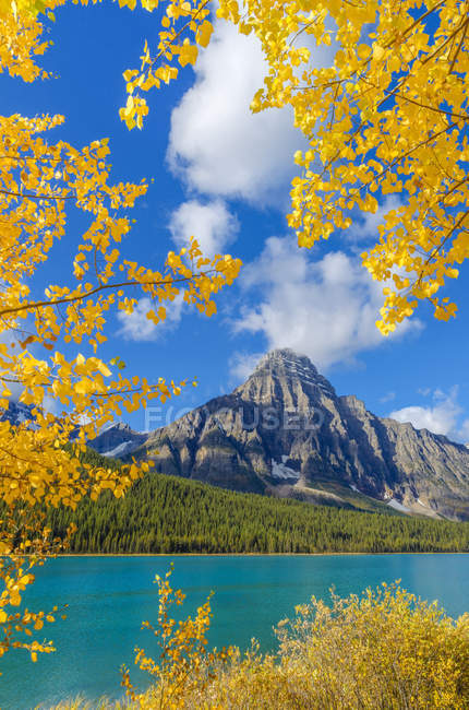Árvores áspen em folhagem outonal enquadrando o Monte Chephren em Banff National Park, Alberta, Canadá — Fotografia de Stock