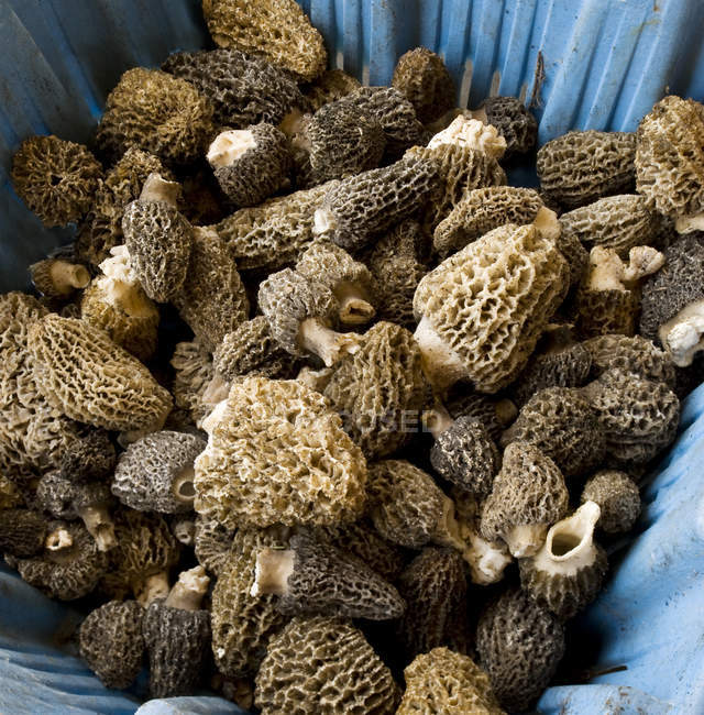 Крупный план съедобных грибов морелей в мусорном ведре — стоковое фото
