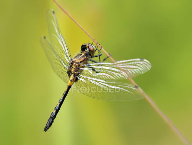Dot-tailed whiteface dragonfly perched on plant, close-up. — Stock Photo