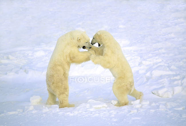 Чоловічі полярні ведмеді грають у білому снігу . — стокове фото