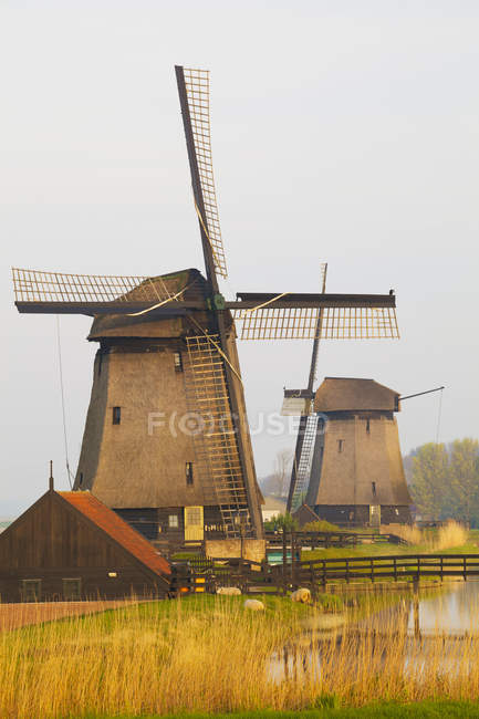 Історичні млина в країні Шермерхорн, Північна Голландія — стокове фото
