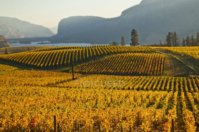Campos vitivinícolas otoñales en Okanagan Falls, Okanagan Valley, Columbia Británica, Canadá
. - foto de stock