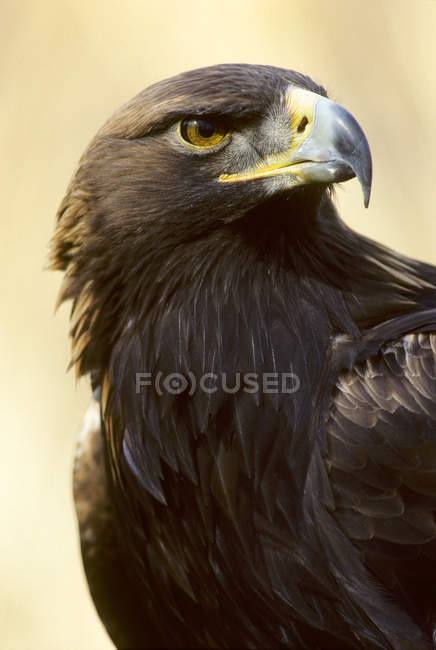 Águila dorada con plumaje marrón, primer plano . - foto de stock