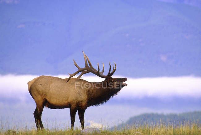 Elk bugling in grassland of Alberta, Canada. — Stock Photo