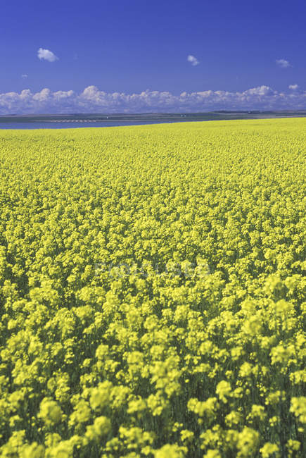 Field of flowering canola at highway in Saskatchewan, Canada. — Stock Photo