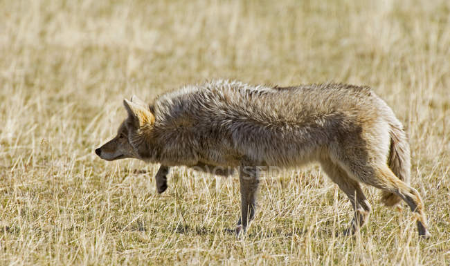 Caza de coyotes en el prado del Parque Nacional Waterton Lakes, al suroeste de Alberta, Canadá . - foto de stock