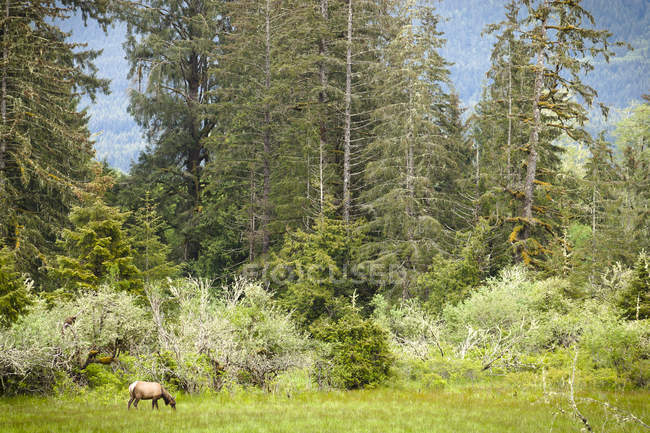 Roosevelt elch weiden in mündung des flusses san juan, britisch columbia, kanada. — Stockfoto