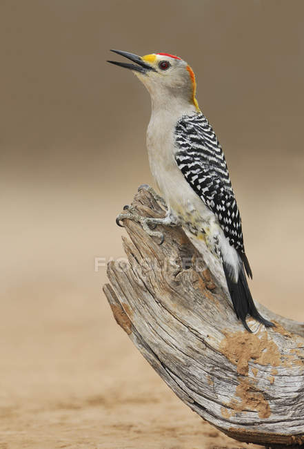 Pájaro carpintero de frente dorada posado sobre madera de deriva, primer plano - foto de stock