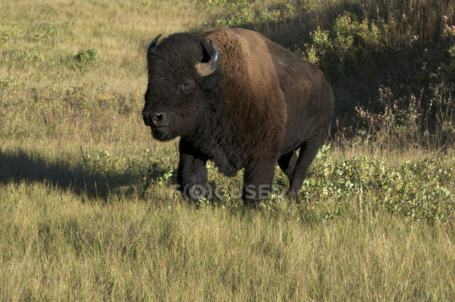 American bison bull walking in tall grass in Custer State Park, Dakota do Sul, EUA — Fotografia de Stock